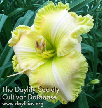 Daylily Green Abyss